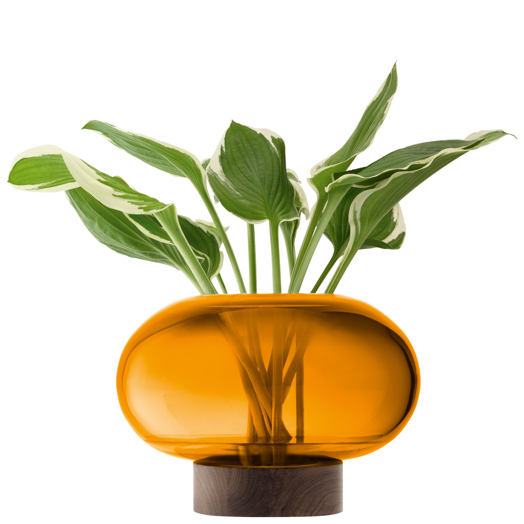 Oblate Vase/Lantern H19.5cm/Ø28cm Amber/Walnut *