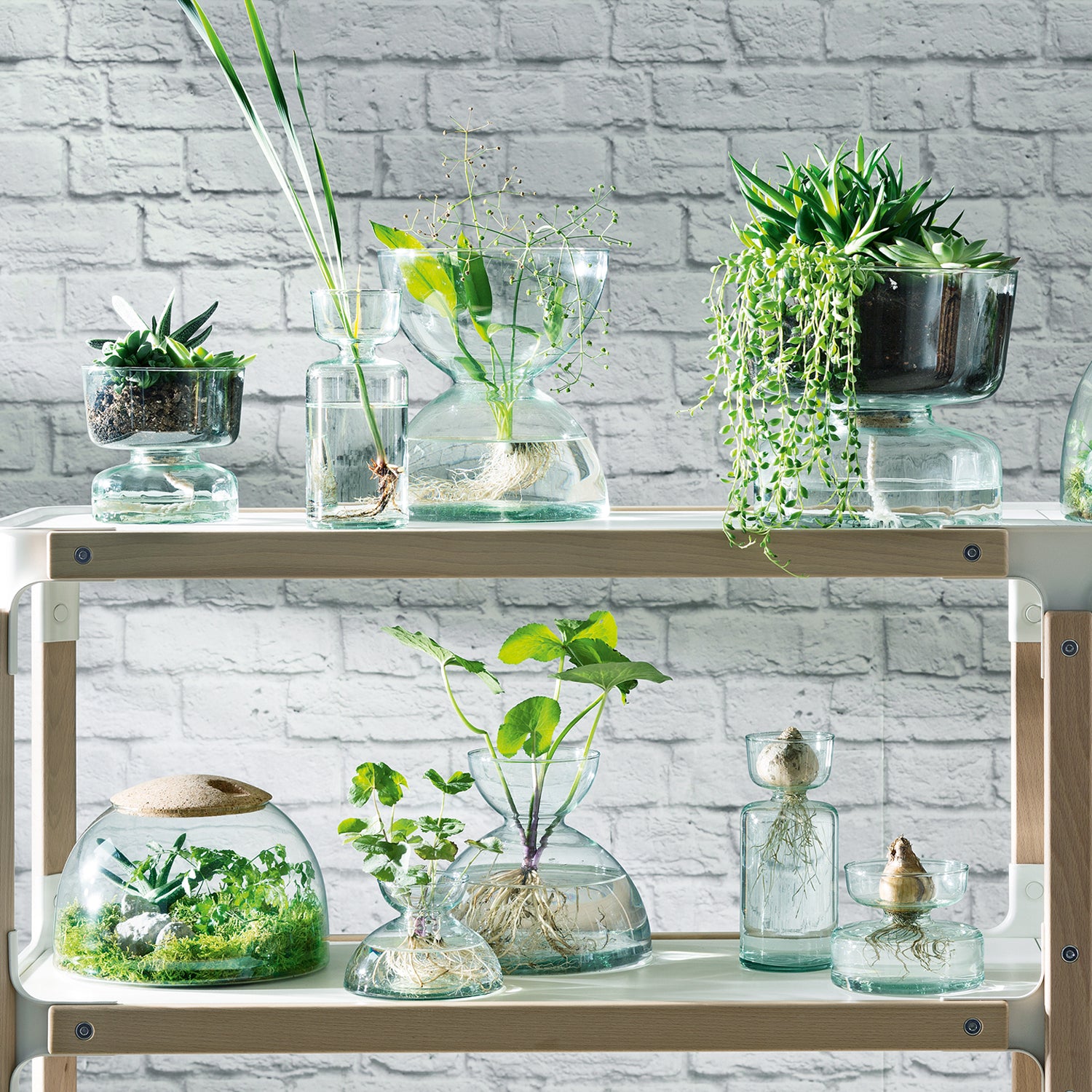 CANOPY CLOSED GARDEN H22CM CLEAR/CORK